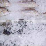 1000kg Production Industrial Flake Ice Maker thumbnail-4