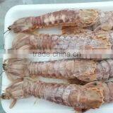 Frozen Squilla Mantis Shrimp thumbnail-3