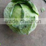 Supply 2014 Best Quality Flat Cabbage,red Cabbage, for Export thumbnail-2