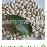 Good Quality Dry Garden Japanese Beans For Sale 2016 Crop thumbnail-1