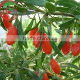 Farm Supply Goji Berries Ningxia Origin thumbnail-1