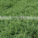 Stevia Extract 95% thumbnail-3