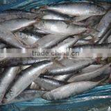 sardine fish for tuna bait