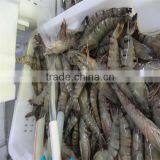 Best Frozen Freshwater Shrimps thumbnail-1