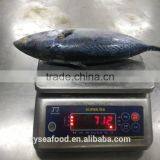 Seafood Supplier Taiwan Bonito 700g up thumbnail-1