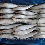 Frozen Sardine Sardinops Melanosticta thumbnail-5