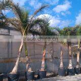 Roystonea Regia "Royal Palm" Cuban Royal Palm" 350/500 Plant Height thumbnail-5