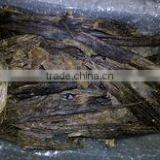Combodi / Verma Imported Agarwood Oil thumbnail-2