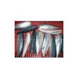 Pacific Mackerel HGT thumbnail-3