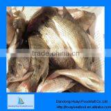 Tilapia Supplier thumbnail-1