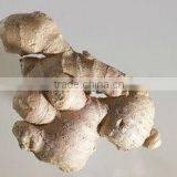 Ginger Root Supplier in India thumbnail-1