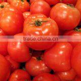 Fresh Tomato Exporter