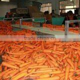 Fresh Vegetable( Carrot ,giner,onion,potato,garlic,taro thumbnail-2