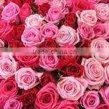 Pure & Natural Rose Oil / INDIA'S NO. 1 EXPORTER'S / MANUFACTURER / SUPPLIERS thumbnail-1