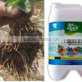 Liquid Seaweed Root Enhancing Organic Fertilizer thumbnail-2