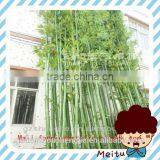2014 Hot Sale Artificial Bamboo Plant/high Imitation Lucky Bamboo for Decoration thumbnail-1
