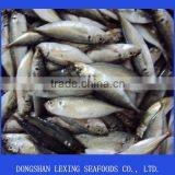 Frozen Good Quality BQF Horse Mackerel thumbnail-2