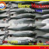 FROZEN HORSE MACKEREL W/R thumbnail-1