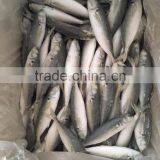 IQF Light Caught Frozen Round Scad Frozen Horse Mackerel thumbnail-5