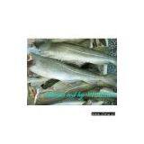 Frozen HG Raw Fish thumbnail-1