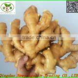 Fresh Ginger for China/air Dry Ginger thumbnail-1