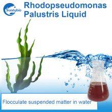 Photosynthetic Bacteria thumbnail-5