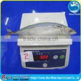 High Quality Scomber Japonicus Mackerel