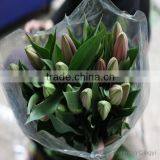 Wholesale Types of Fresh Cut Flowers Diversified in Packaging Crazy Selling Fresh Lily thumbnail-2