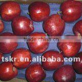 Apple Wholesale Red Apple thumbnail-1
