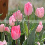 With High Quality and Grade Flower Bulbs Type Tulip With Low Price and Fast Shipping thumbnail-6