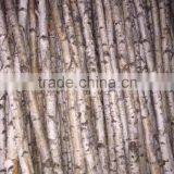 Window Display Tree Trunk Props thumbnail-6