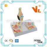 V-AM056 Anatomical Knee Sagittal Model For Medical Teaching thumbnail-1