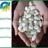 New Crop Pumpkin Seed and Kernels& Snow White Pumpkin Seeds & Shine Skin Pumpkin Seeds thumbnail-4