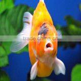 Koi Pond Filter Media for Aquarium thumbnail-5