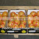 Pomelos Fruit (8/9/10/11/12)