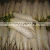 Fresh Raddish thumbnail-5