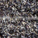 Champignon Noir thumbnail-2