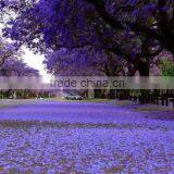 Jacaranda Mimosifolia thumbnail-6
