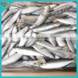 All types of sardine fishes from China