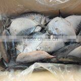 Frozen Moonfish150-200g/pc Whole Round IQF Mene Maculata thumbnail-1