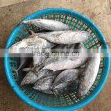Fresh Frozen Frigate Tuna Auxis Thazard Bonito Fish for Smoked thumbnail-1