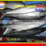 W/R FROZEN ATLANTIC SPANISH MACKEREL thumbnail-1