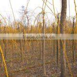 Sophora Japonica Golden Color Leaves thumbnail-1