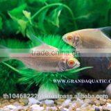 Albino Tinfoil Barb Fish For Sale / Aquarium Fish Farm thumbnail-4