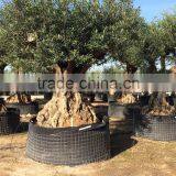 Ancient Olive Tree - Olea Europaea thumbnail-3