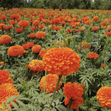 1000g Golden Orange Garden African Marigold Flower Seed Tagetes for Growing thumbnail-1
