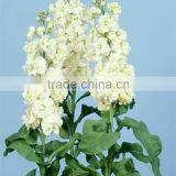 Fresh Cut Best-Selling Colorful Violet Flower thumbnail-2