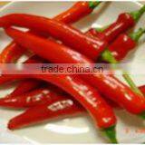 Fresh Big Red Chilli/ Vietnam Red Chili thumbnail-1
