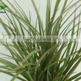 Hot Selling Narture Green Bonsai Lowes for Garden Decoration thumbnail-2