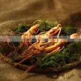 Chinese Amazing Effective Herb Pure Natural Panax Ginseng Oil